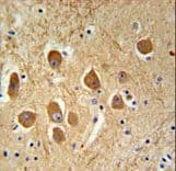 Polyclonal Rabbit anti-Human SAMD9L Antibody (aa1149-1178, IHC, WB)