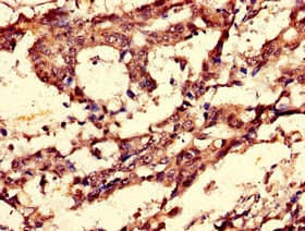 CCNC / Cyclin C Antibody