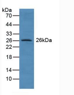 GSTA4 Antibody (aa3-222)