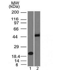 PAX8 Antibody (clone PAX8/1492, Azide-free, BSA-free)