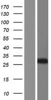 AK2 / Adenylate Kinase 2 Protein (Over-Expression Lysate Myc-DDK (Flag))