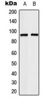 TCEB3 / Elongin A Antibody (Internal)