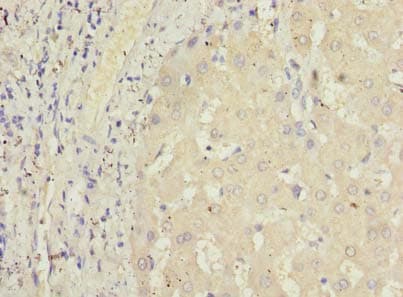 GPR146 Antibody