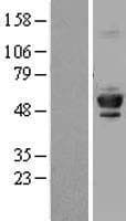 TUBB4 / Tubulin Beta 4 Protein (Over-Expression Lysate Myc-DDK (Flag))