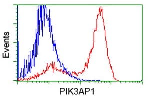 BCAP / PIK3AP1 Antibody (clone OTI5A1)
