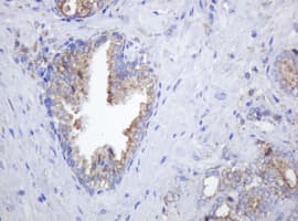 POGK Antibody (clone OTI3D2)