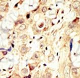ERBB4 / HER4 Antibody (aa25-55)