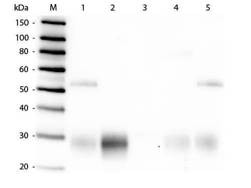 Polyclonal Goat Anti-Rabbit IgG Fab'2 Secondary Antibody (TRITC, IF, WB)