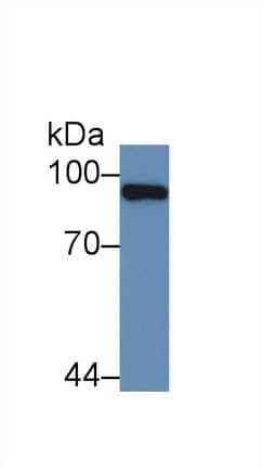 PML Antibody (aa59-239)