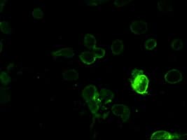 Prominin 2 / PROM2 Antibody (clone OTI3D12)