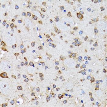 EFNB2 / Ephrin B2 Antibody