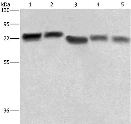 RDX / Radixin Antibody