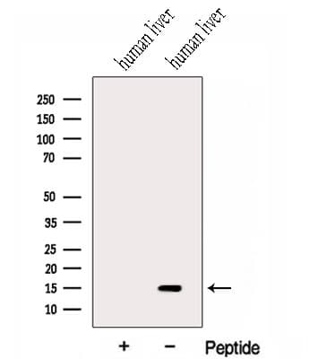 HRSP12 / UK114 Antibody