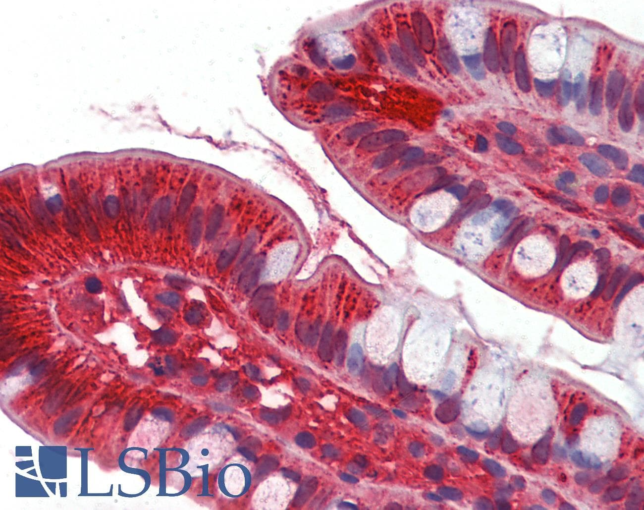IHC-plus™ APOA4 Antibody (aa21-396, clone 2D1C9)