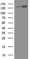 TAF2 Antibody (clone OTI2A5)
