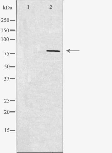 REPS1 Antibody
