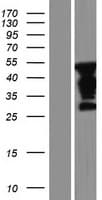 Human FAM90A27P Protein (Over-Expression Lysate Myc-DDK (Flag))