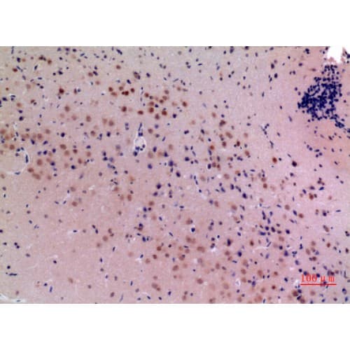 MANF / ARMET Antibody (1-50 aa, Internal)