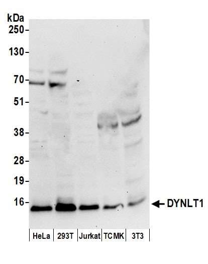DYNLT1 / TCTEX-1 Antibody (aa1-50)