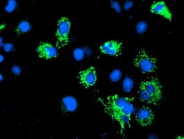 AK4 / Adenylate Kinase 4 Antibody (clone OTI5E7, Carrier-free)