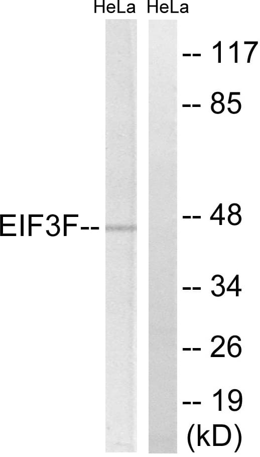 EIF3S5 / EIF3F Antibody (aa81-130)