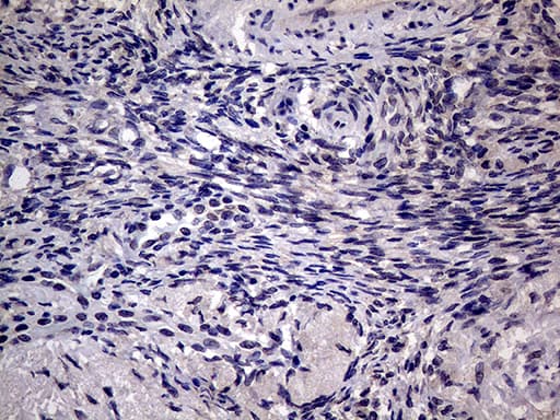Monoclonal Mouse anti-Human AGR2 Antibody (clone OTI2B10, aa21-175, IHC, WB)