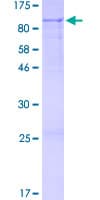 Human ZNF334 Protein (Recombinant GST)