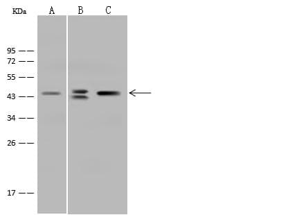 Polyclonal Rabbit anti-Human SCAD / ACADS Antibody (WB)