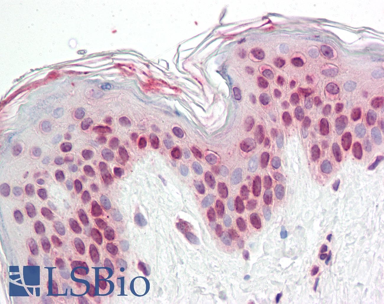 TFEB Antibody