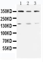 ATM Antibody (aa36-50)