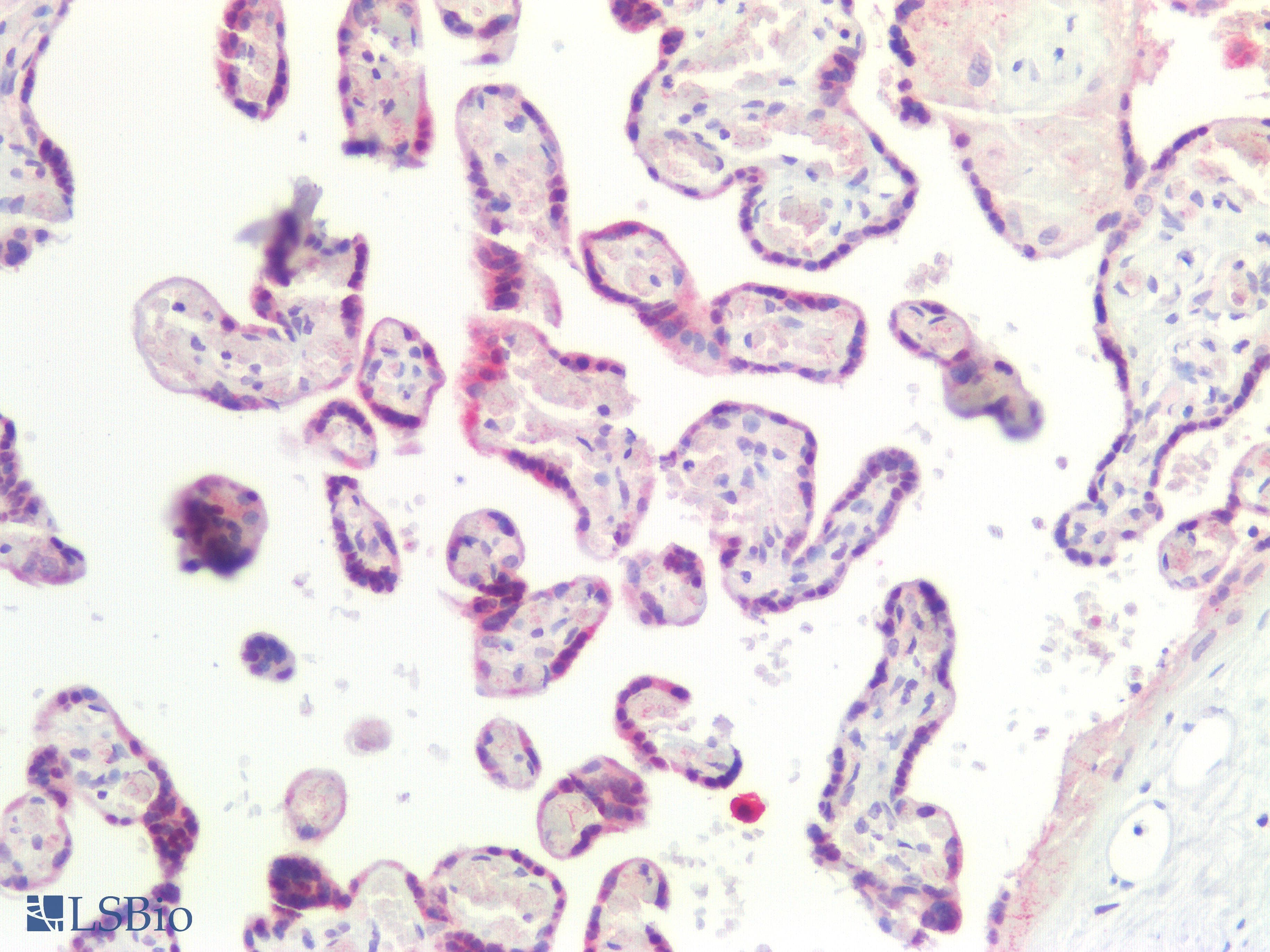 IHC-plus™ CGB / hCG Beta Antibody (C-Terminus)