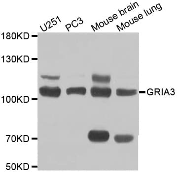 GRIA3 / GLUR3 Antibody