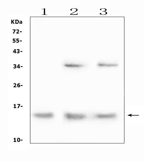 DDT / Dopamine Tautomerase Antibody