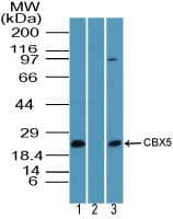 CBX5 / HP1 Alpha Antibody (aa50-100)