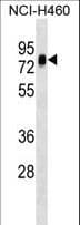 NAP1L3 Antibody (aa432-459)