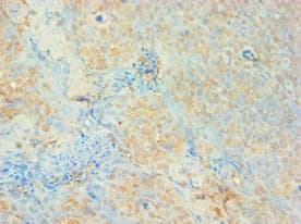 AUH Antibody (aa68-339)