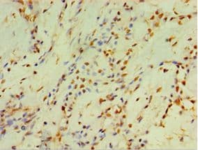 CYP2J2 Antibody (aa328-502)
