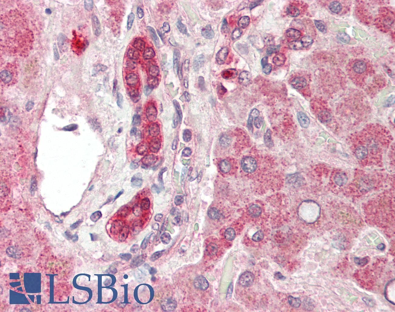 DPPL1 / PPAPDC1B Antibody (aa108-157)