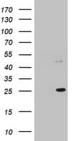 MRPS11 Antibody (clone OTI3F1)