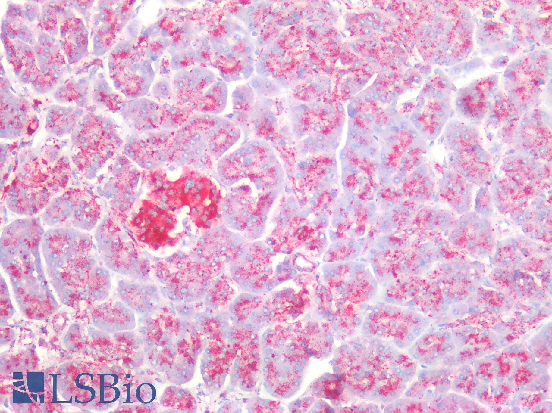 PSAP / Prosaposin Antibody (aa17-524)