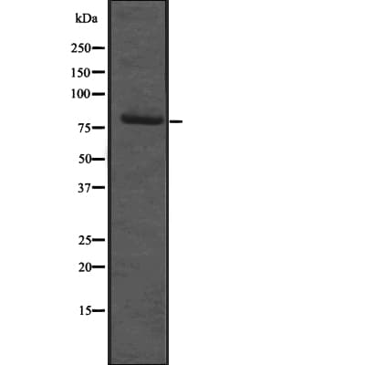 ESRP2 / RBM35B Antibody