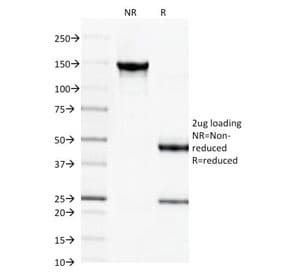 SPTBN2 Antibody (clone SPTBN2/1584, Azide-free, BSA-free)