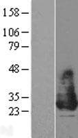 Human MIRP1 / KCNE2 Protein (Over-Expression Lysate Myc-DDK (Flag))