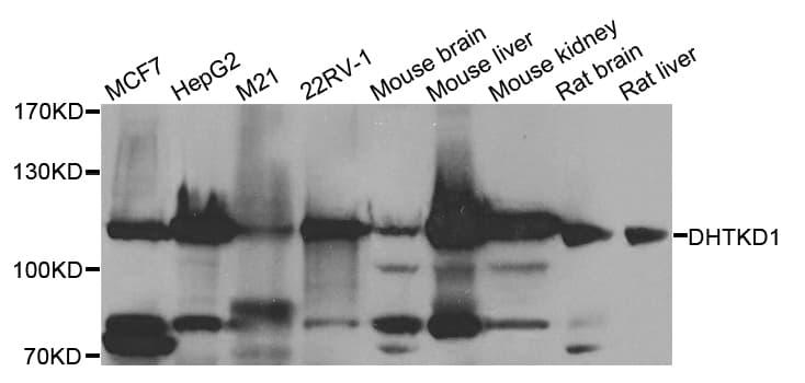 DHTKD1 Antibody