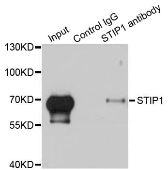 STI1 / STIP1 Antibody