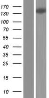 KIAA1755 Protein (Over-Expression Lysate Myc-DDK (Flag))