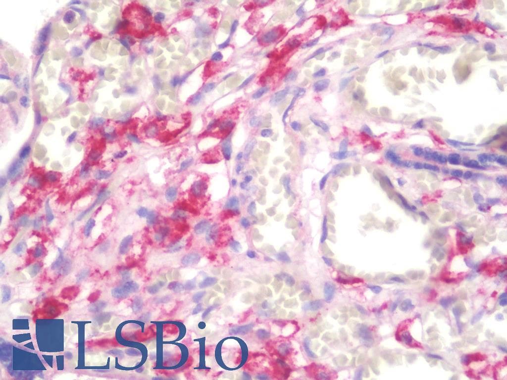 CD163 Antibody (clone 2G12, Carrier-free)