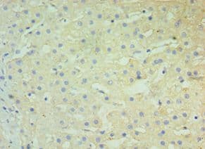 BST2 Antibody (aa49-161)