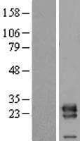 VPS28 Protein (Over-Expression Lysate Myc-DDK (Flag))