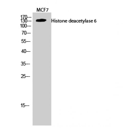 HDAC6 Antibody (1140-1220 aa, C-terminal)